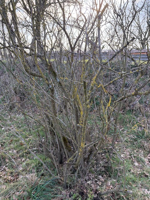 Pruning process result photo 1