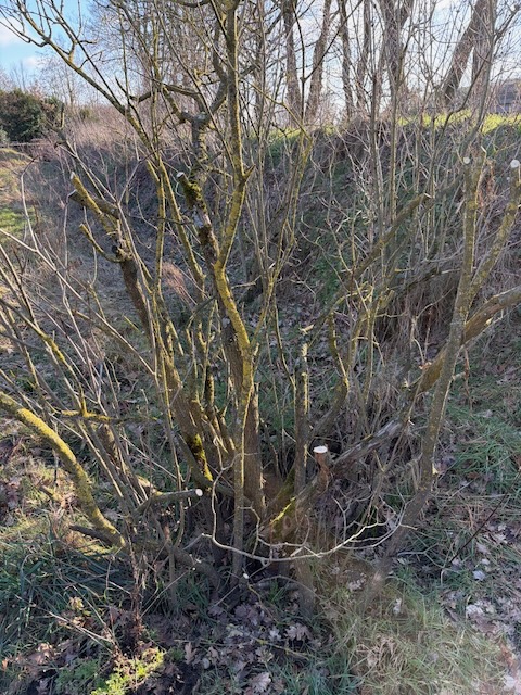 Pruning process result photo 2