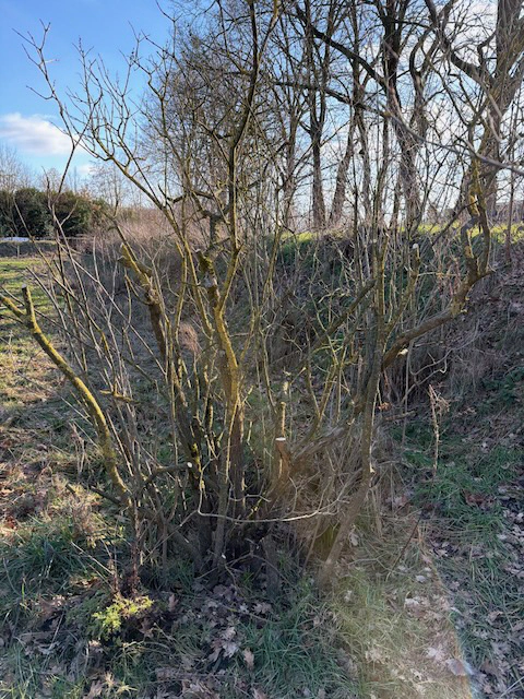 Pruning process result photo 3