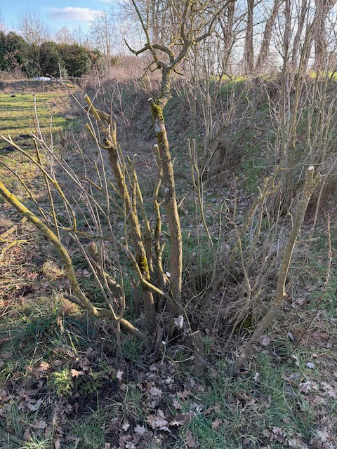 Pruning process result photo 4