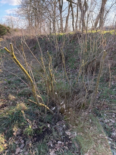 Pruning process result photo 5