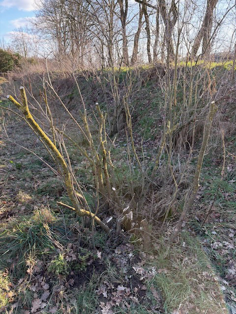 Pruning process result photo 5